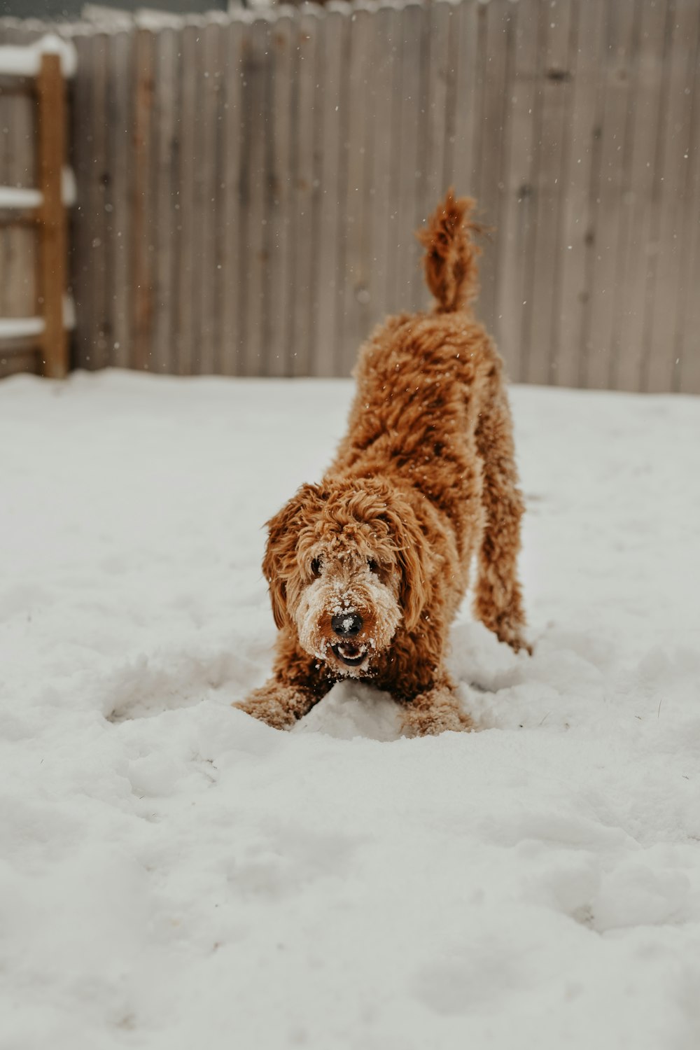 dog playing on snow near fence