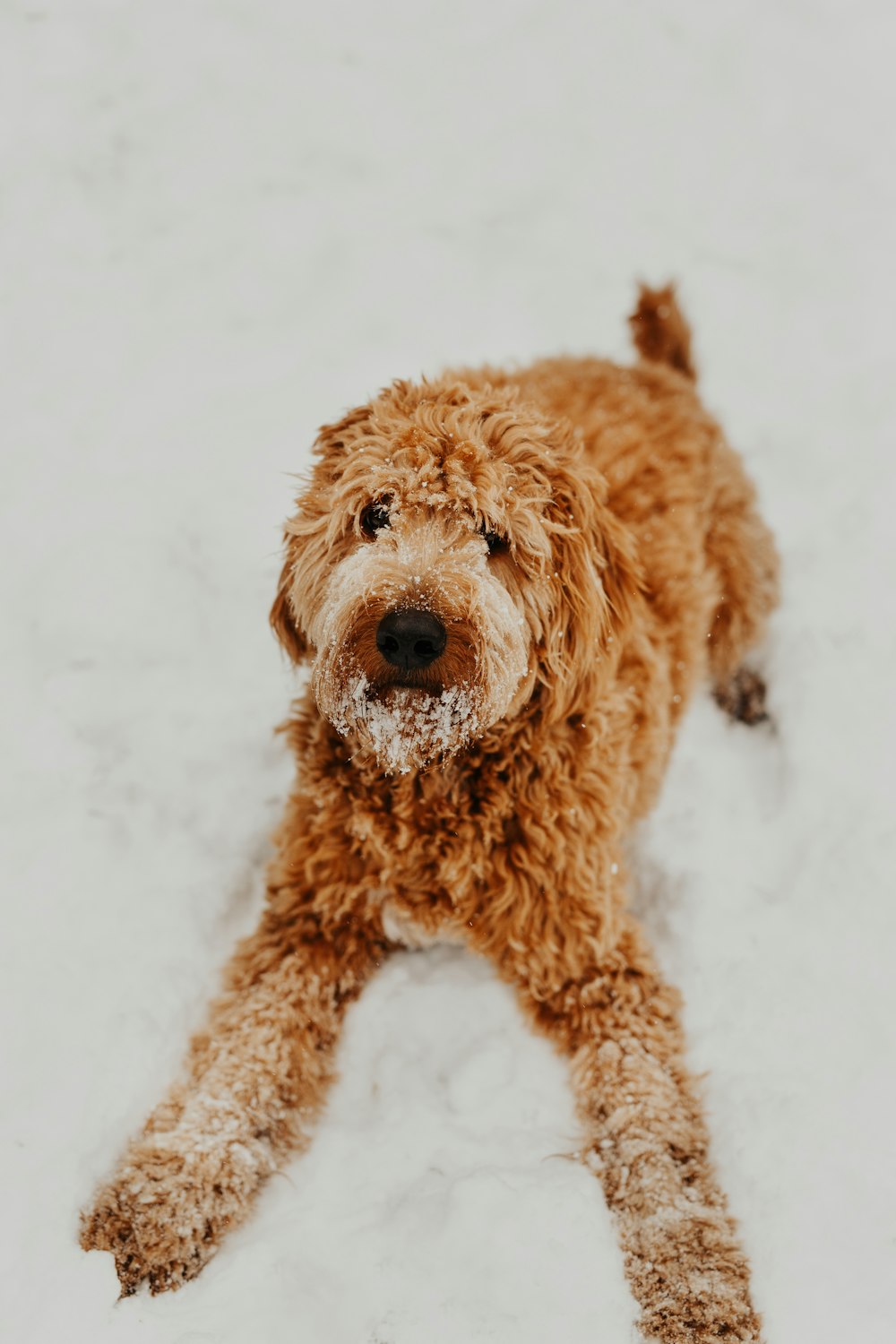 shallow focus photo of long-coated brown dog