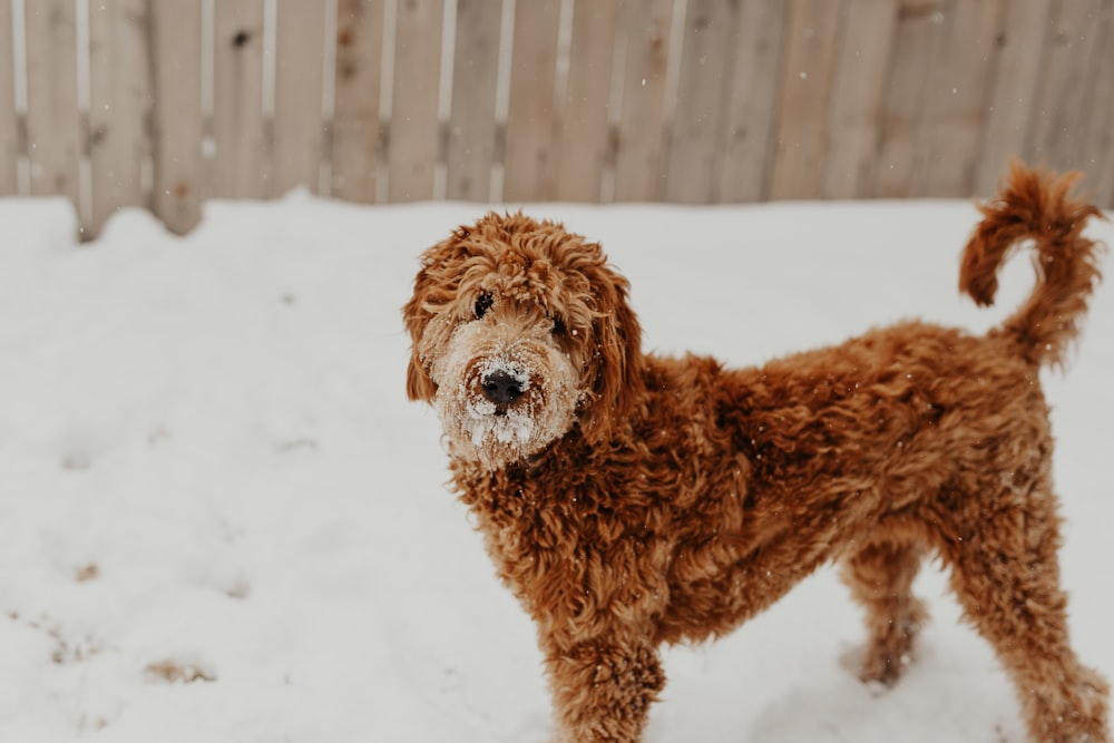 brown dog on snow