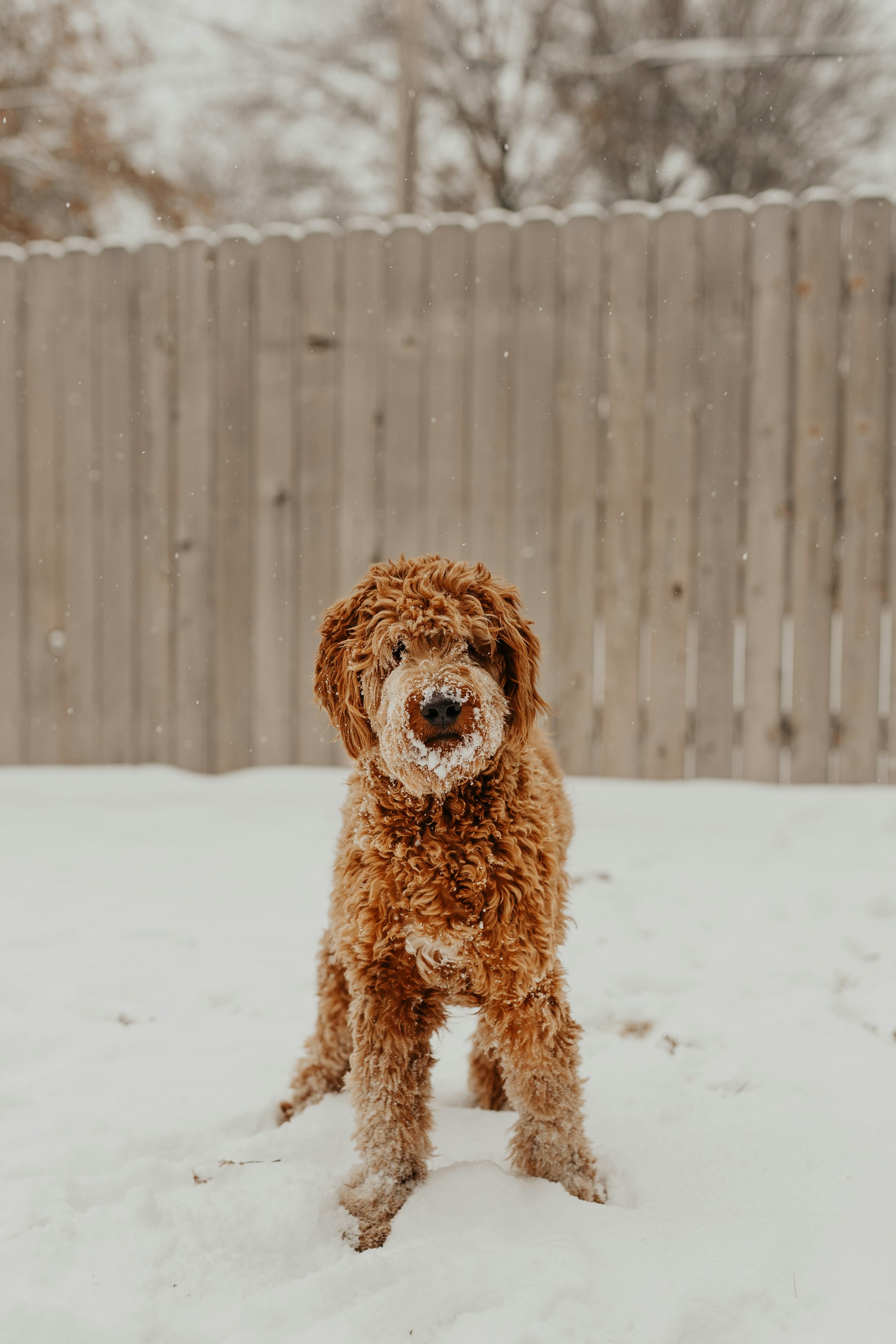 red goldendoodle