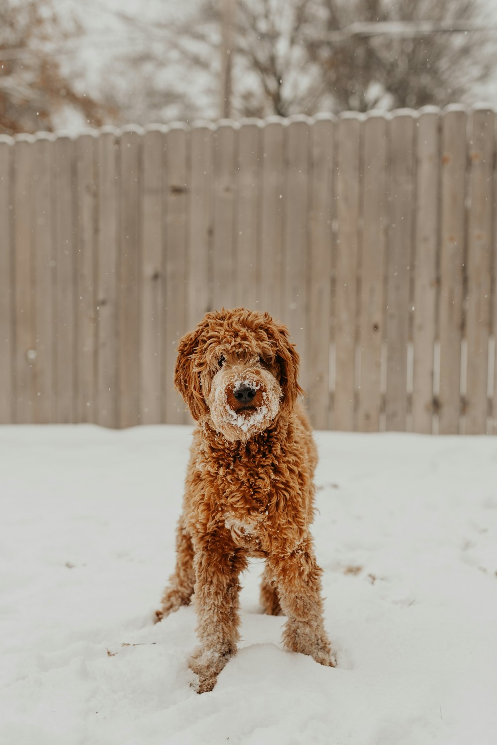 dog playing on snow near fence