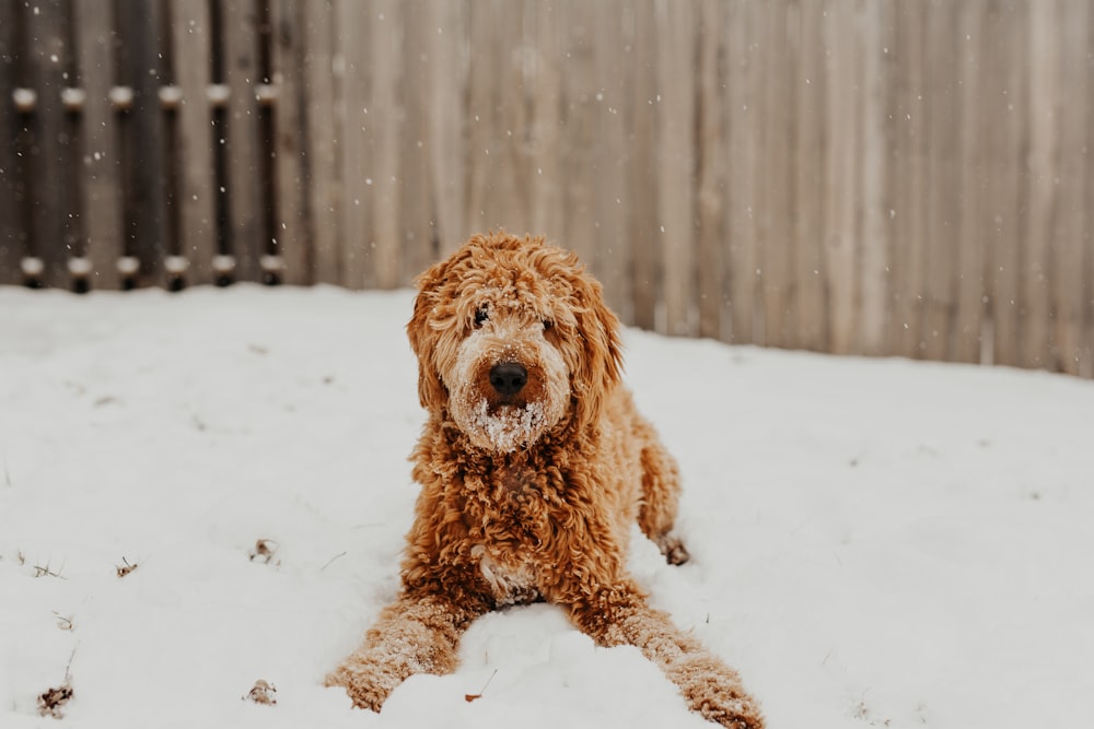 shallow focus photo of long-coated brown dog