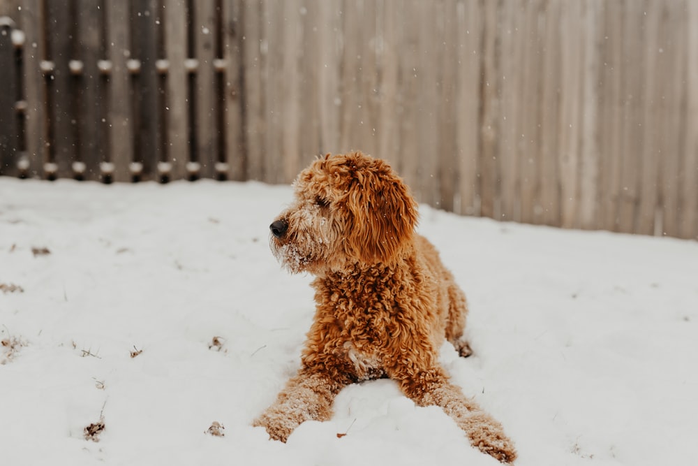 adult brown dog on white surface