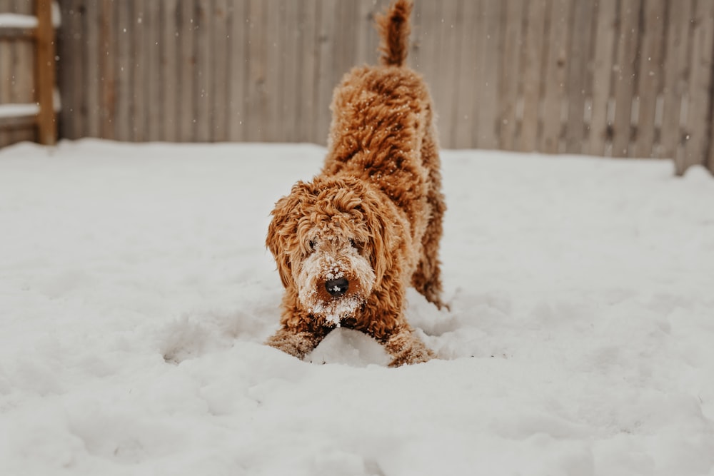 shallow focus photo of long-coated brown dog