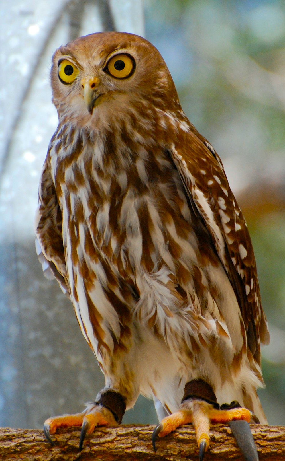 brown and white owl