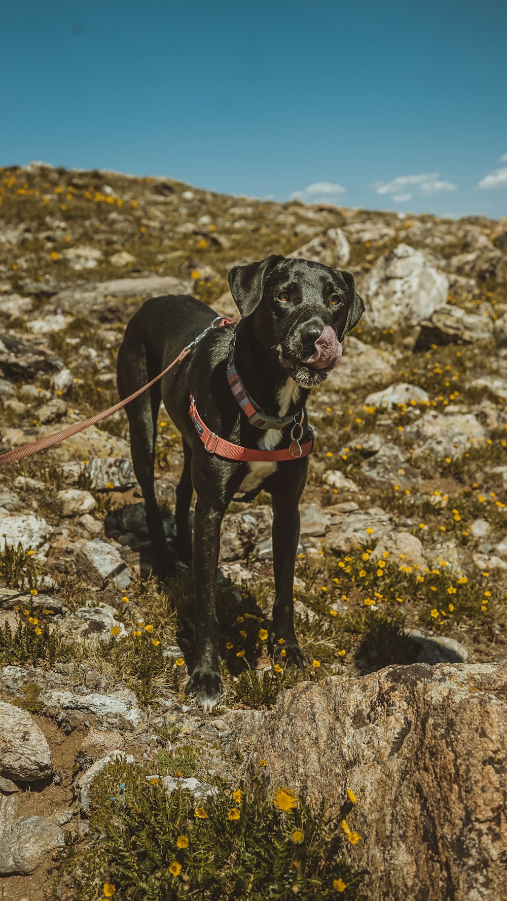 underwater photography of standing short-coated black dog during daytime