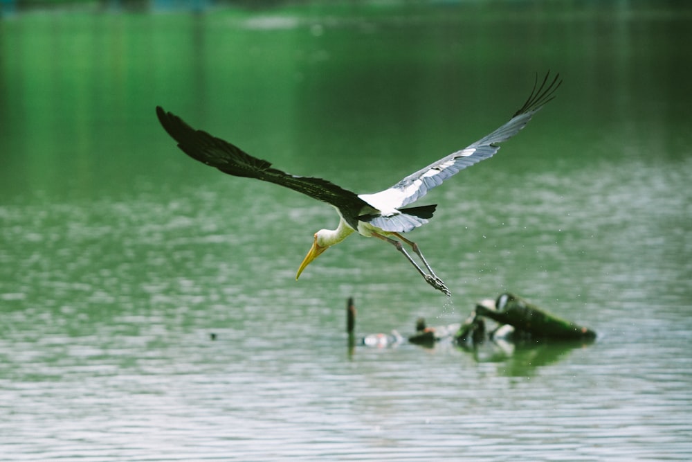 uccello falco pescatore che vola sopra lo specchio d'acqua