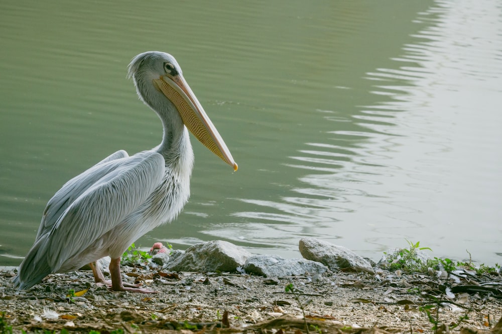 Weißer Pelikan in der Nähe eines Gewässers