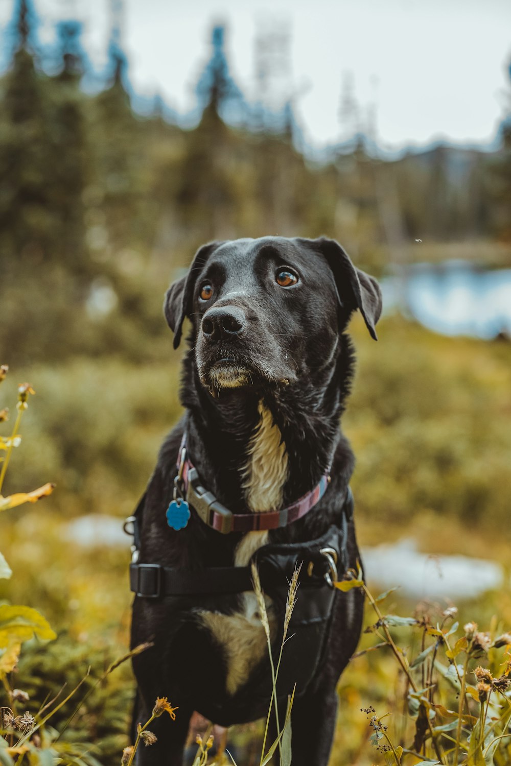 a black dog is sitting in a field