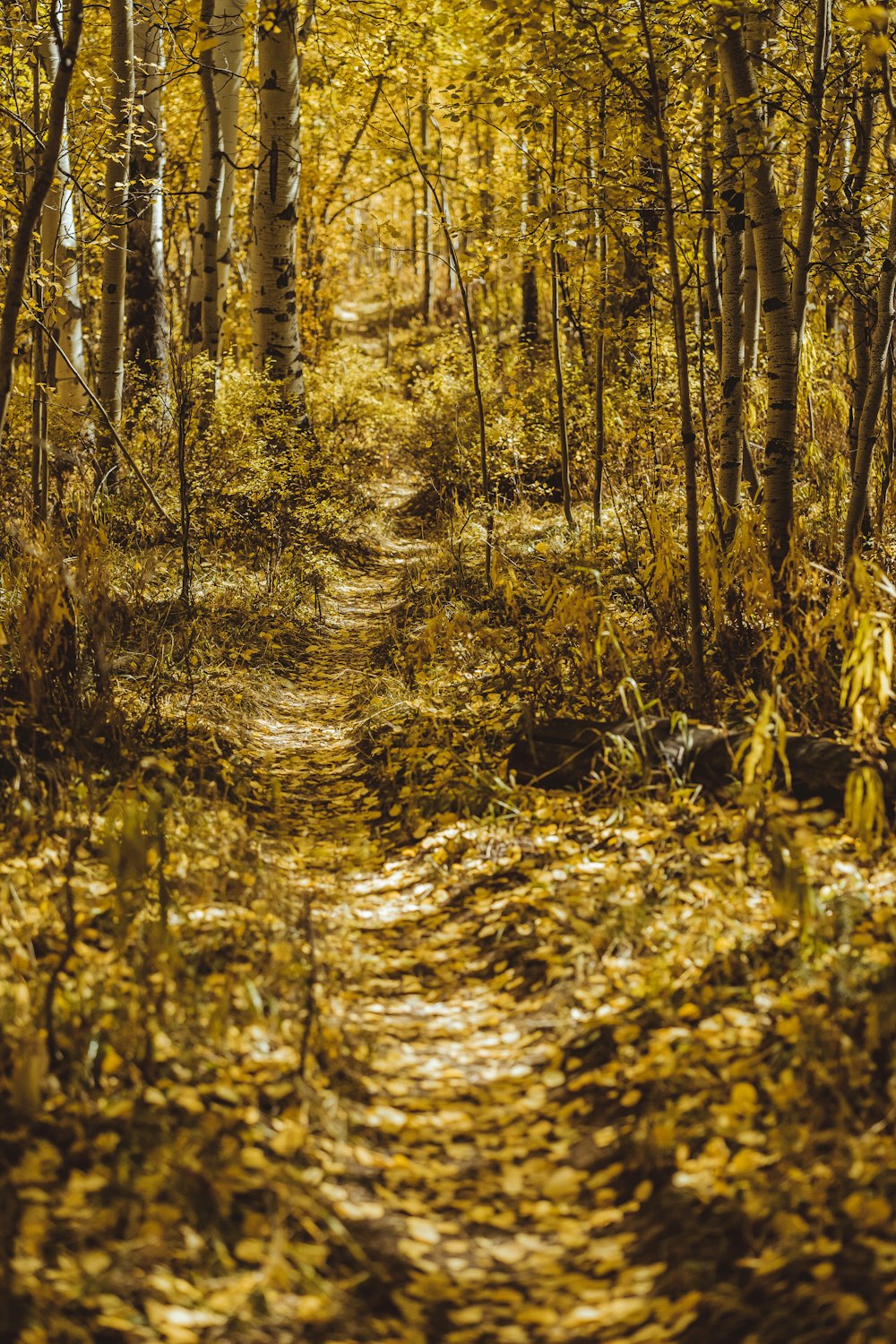 walkway with fallen dried leaves