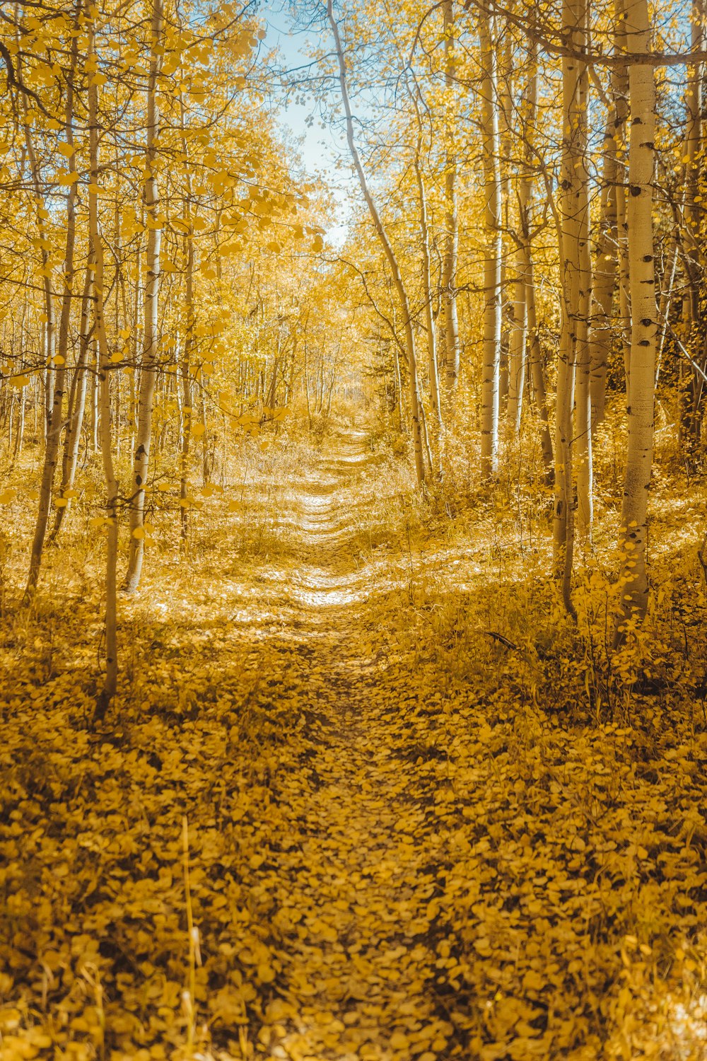 road surrounded with yellow trees under blue and white sky