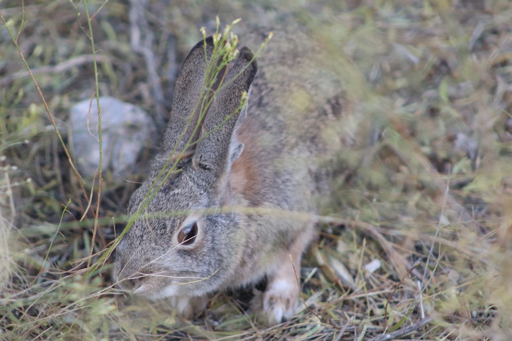 gray rodent on grass