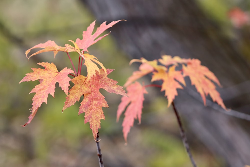 macro photography of orange maple leaves