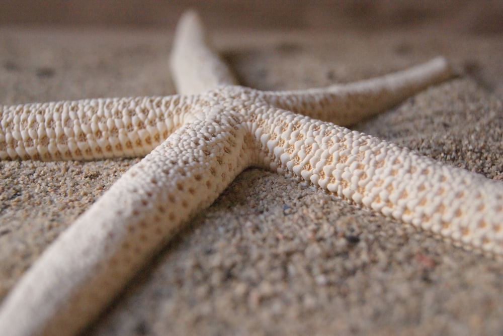 macro photography of white starfish