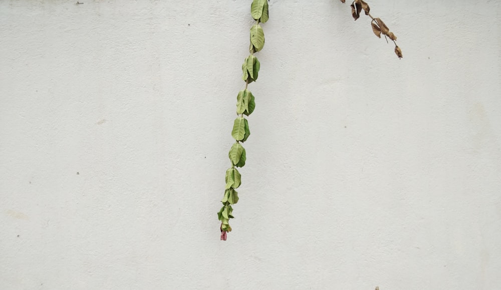 green leaves on white wall