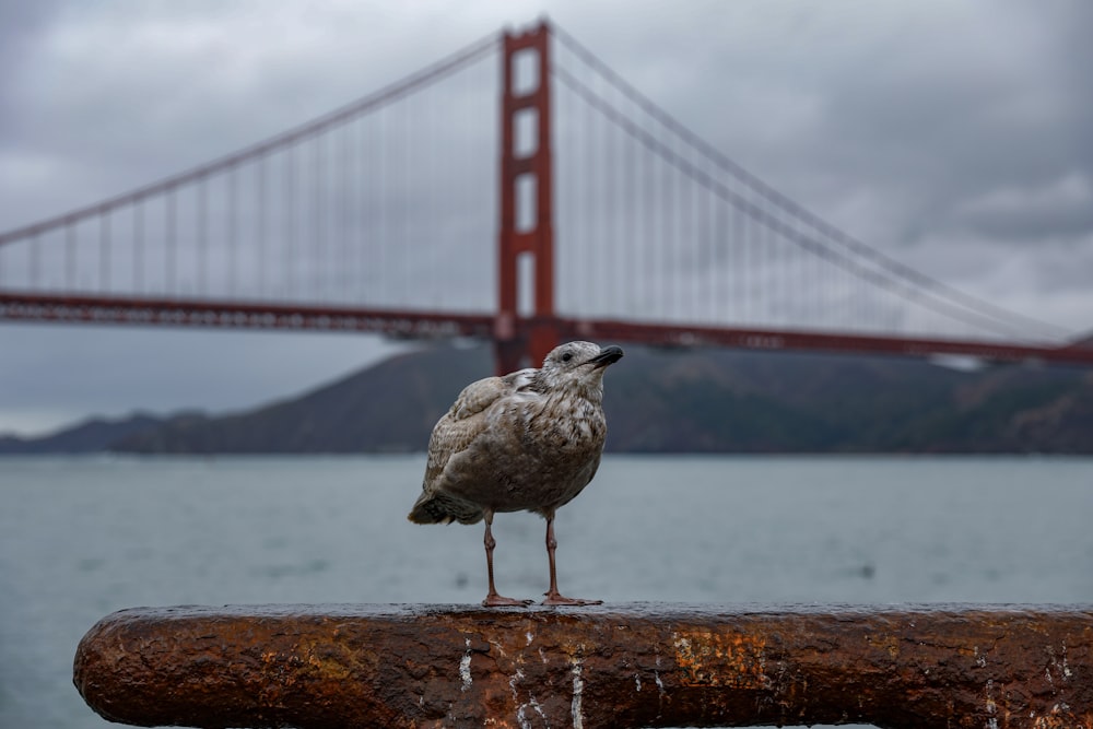 seagull on rock viewing Golden Gate Bridge in San Francisco
