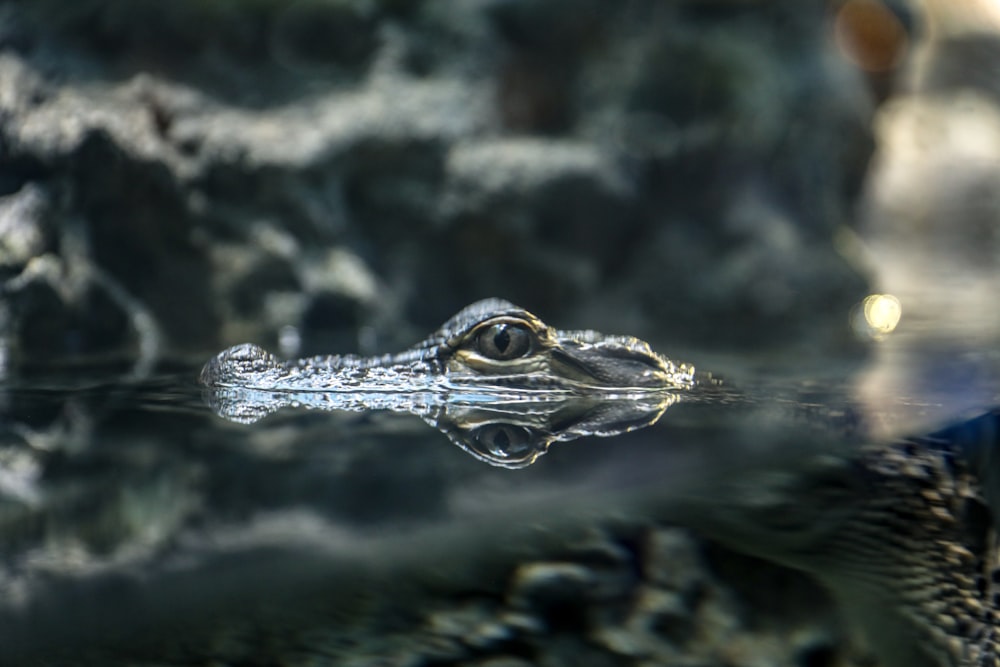 Fotografía macro de cocodrilo gris en cuerpo de agua