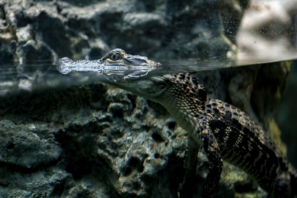 alligator on body of water