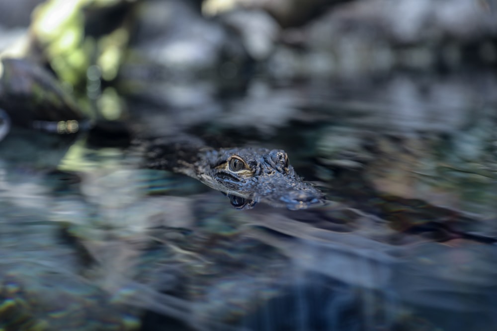 alligator dipping in water