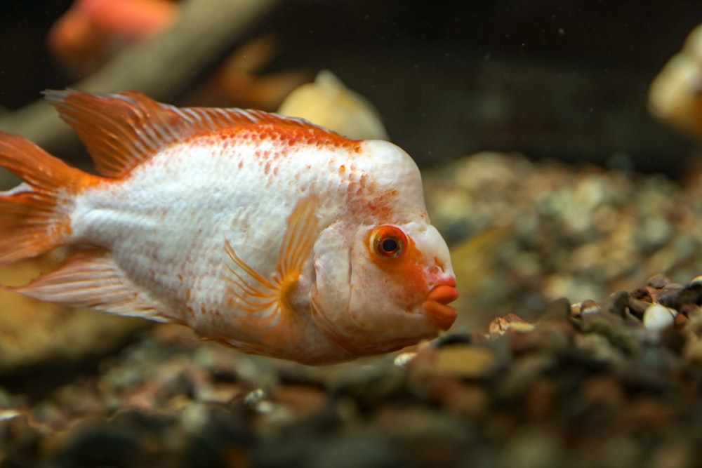 weißer und orangefarbener Fisch