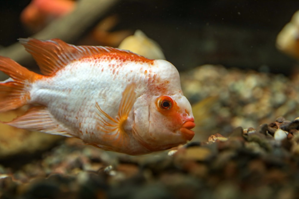 Pescado blanco y naranja