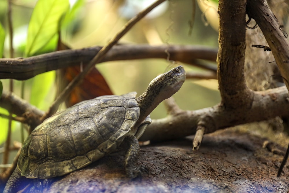 green turtle on tree branch