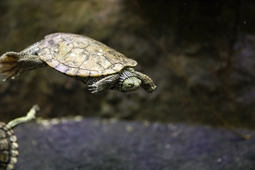 underwater photography of gray and brown turtle