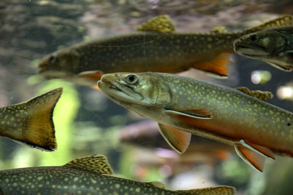 group of green fish