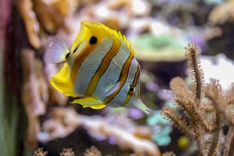 underwater photography of gray and brown striped fish