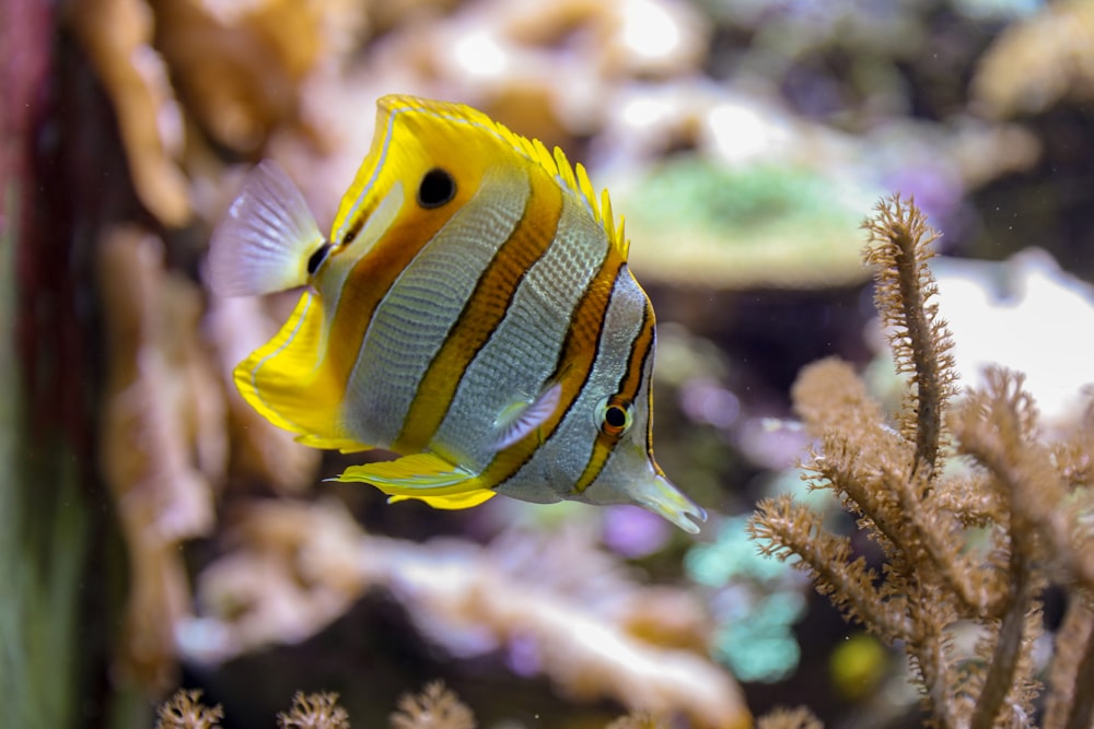 underwater photography of gray and brown striped fish