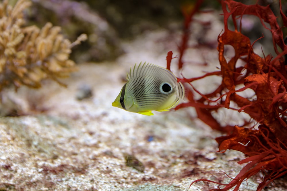 underwater photography of gray and black striped fish