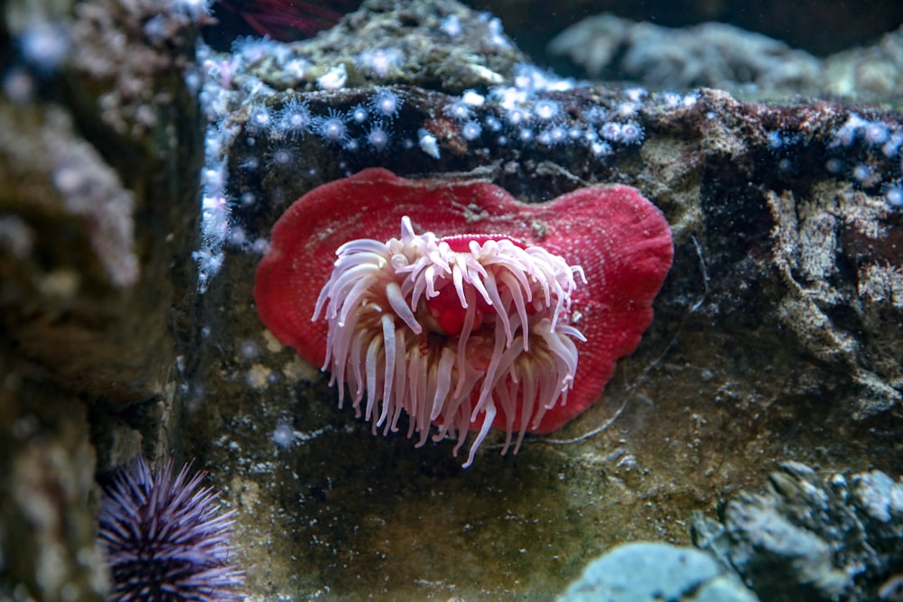 underwater photography of red and pink fish