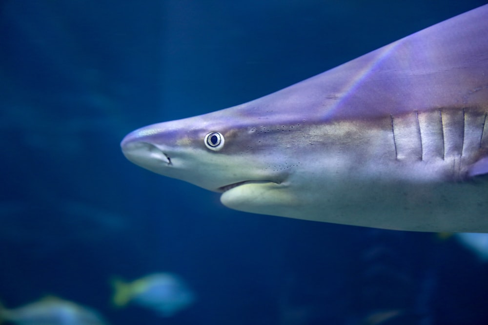 underwater photography of gray shark