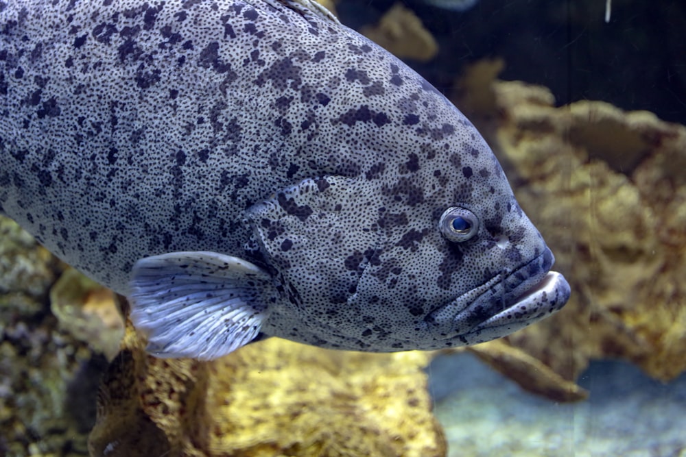 Fotografía submarina de peces grises y negros