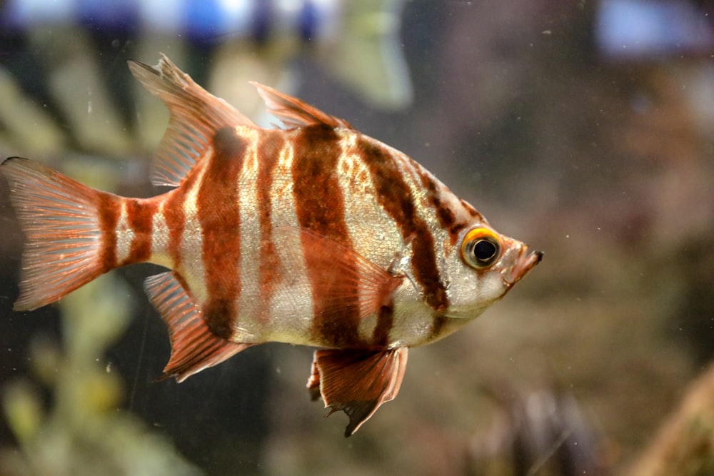selective focus photography of gray and brown striped fish