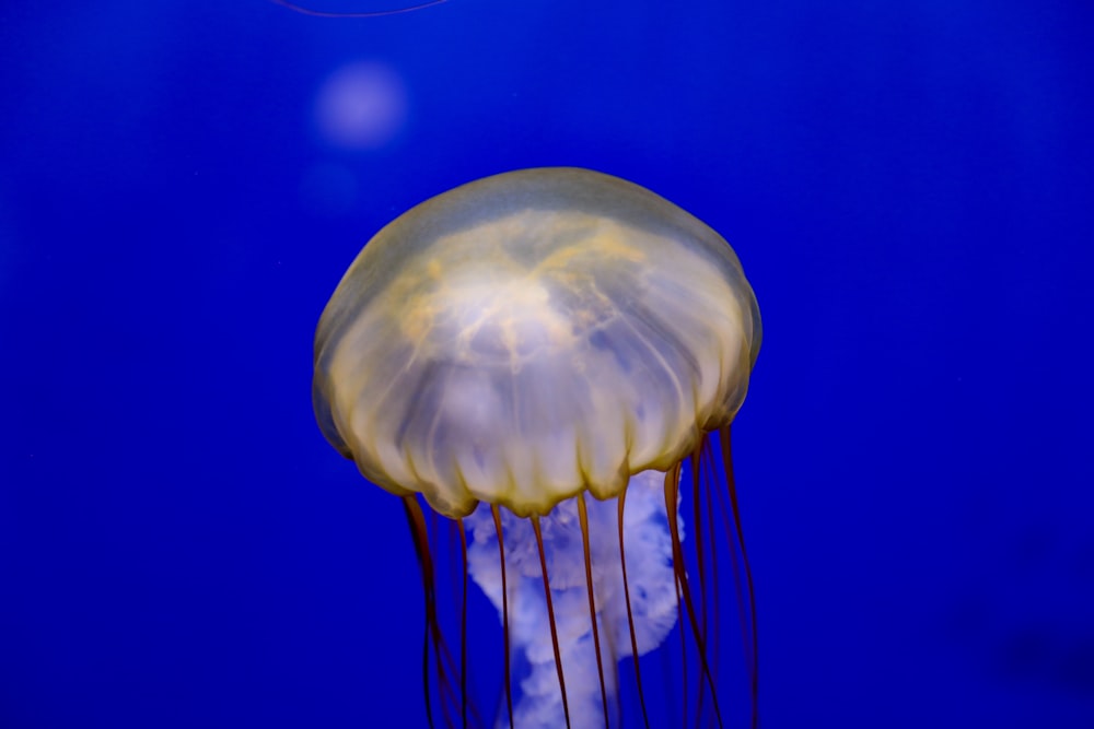 underwater photography of brown and purple jellyfish