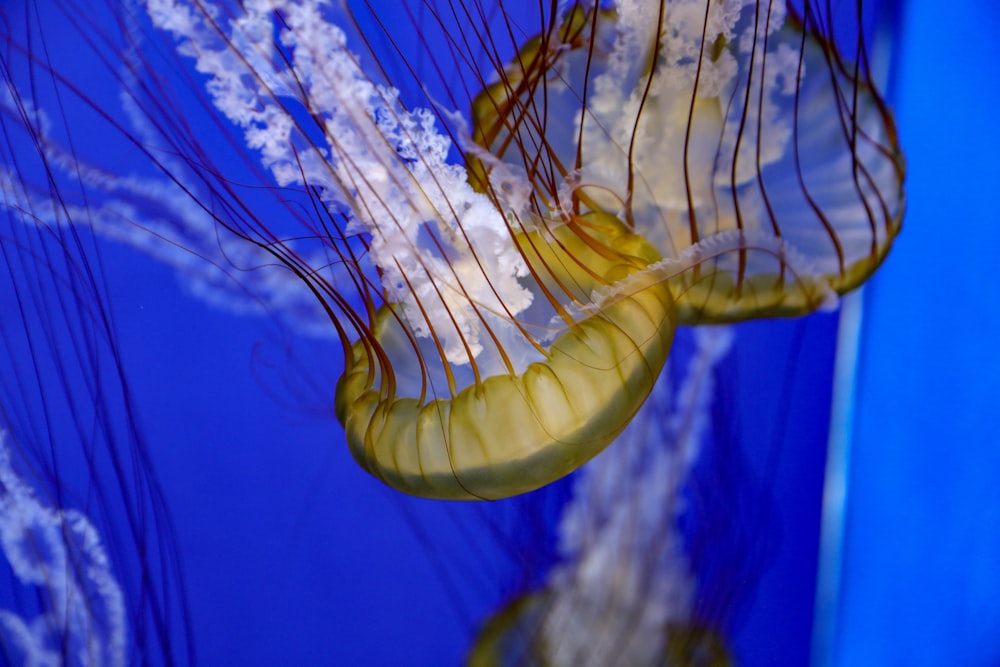 Fotografía submarina de medusas marrones y blancas