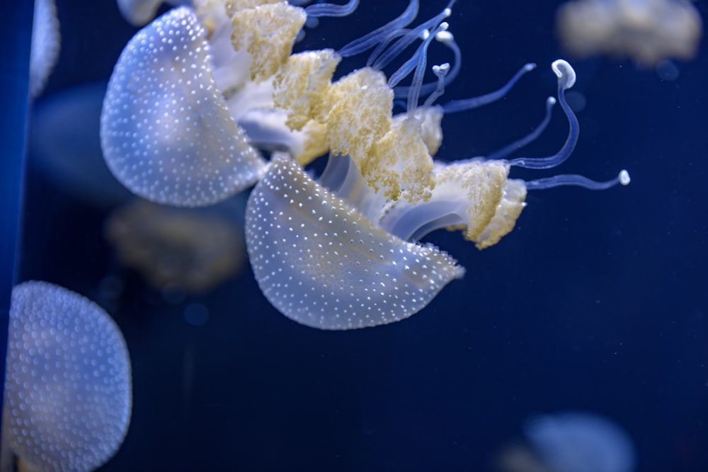 Fotografía submarina de medusas blancas