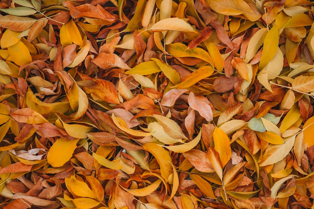 brown leaves