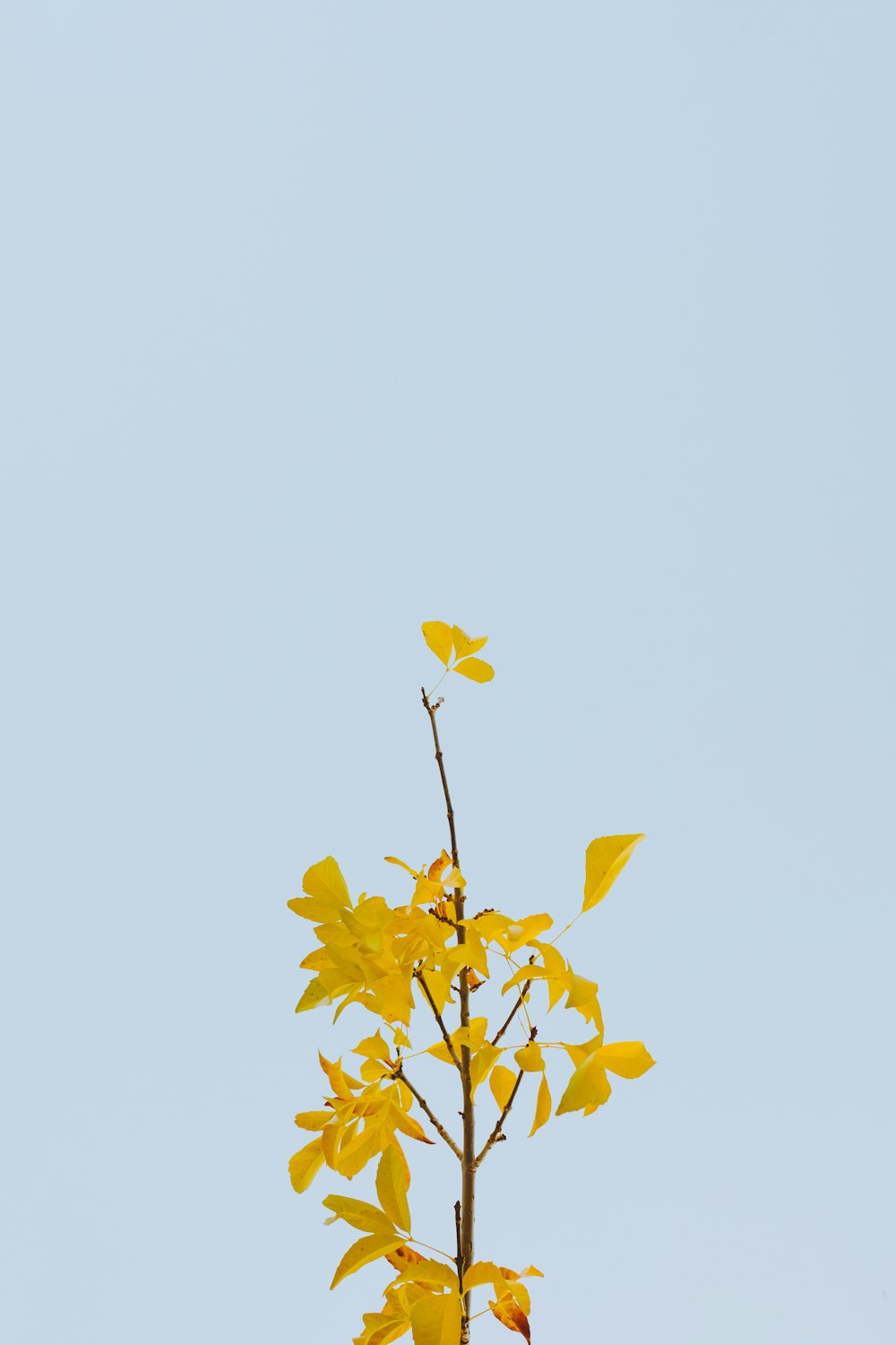 yellow flowers with blue background