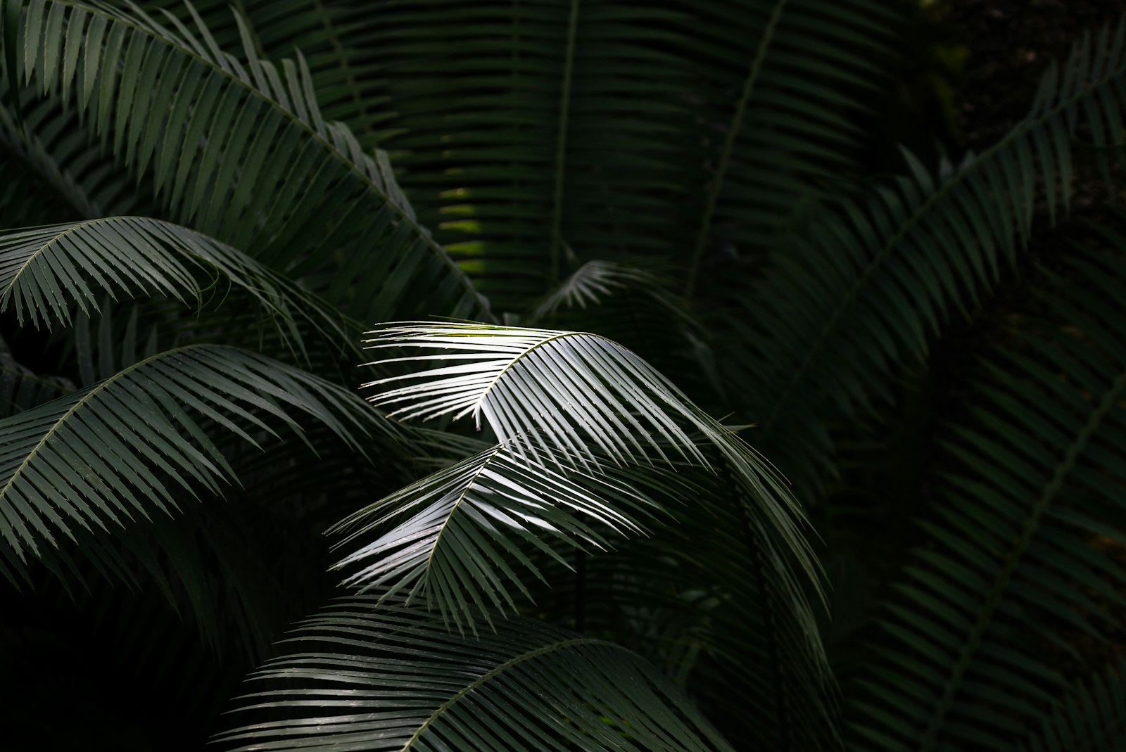 Sony a7S II + Sony FE 70-200mm F4 G OSS sample photo. Green leaf plant photography