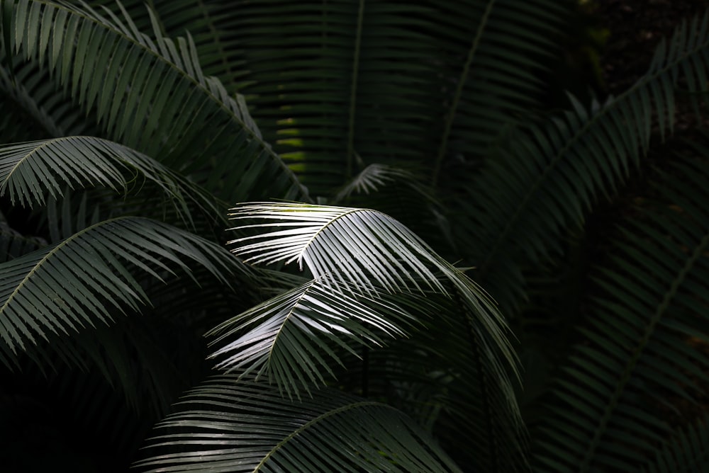 green leaf plant