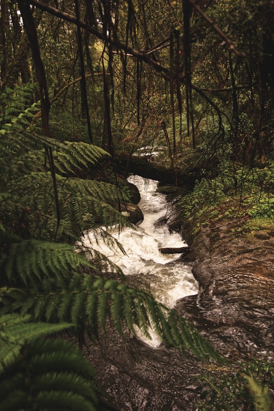 Triplet Falls things to do in Lorne