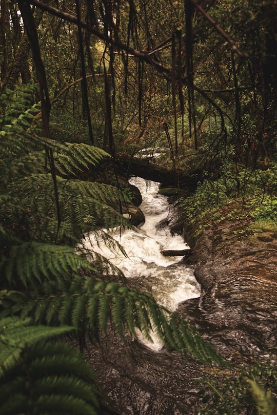 photo of Triplet Falls Forest near Twelve Apostles