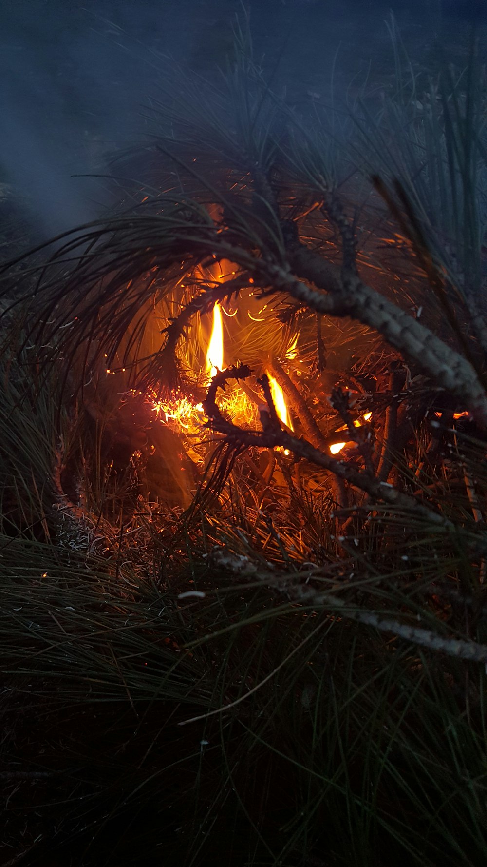 brown withered grass with fire