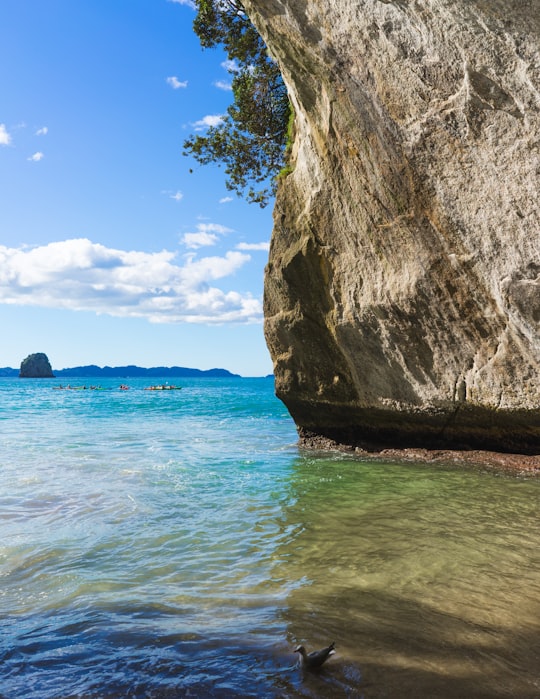 bird on water in Cathedral Cove New Zealand