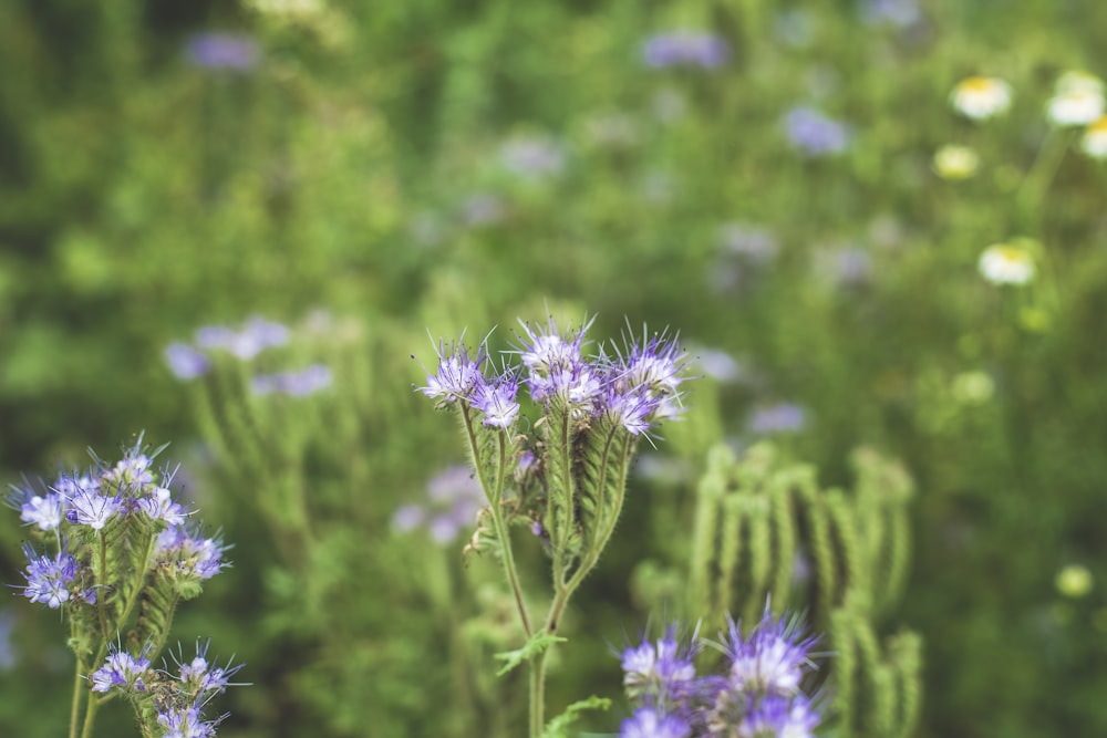 purple petaled flowers