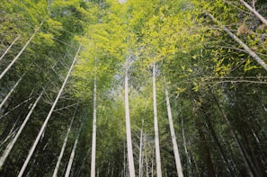A dense forest of tall bamboo plants with slender trunks reaching upwards. The leaves create a lush green canopy above, allowing filtered sunlight to illuminate the scene. The calmness of the bamboo forest suggests a serene and tranquil environment.