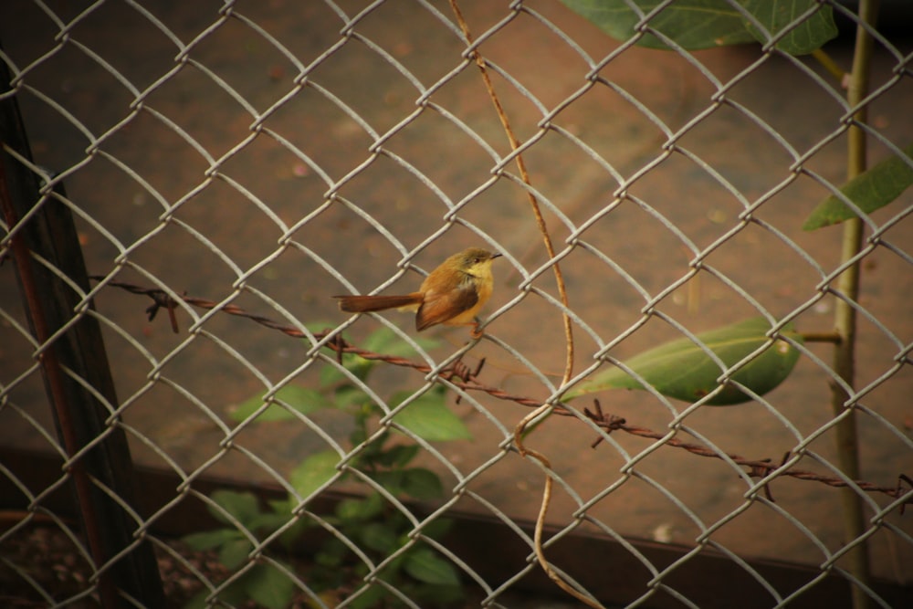 yellow and brown bird