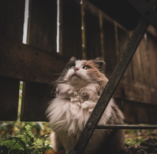 long-furred white and brown cat in Piemonte Italy